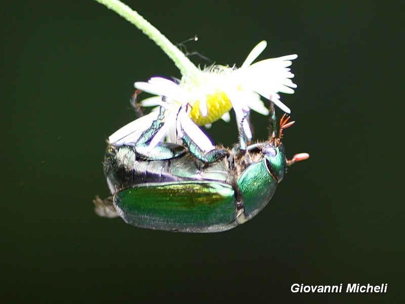 Rutelidae:  Anomala cfr. vitis